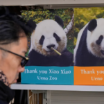 2025年12月16日，日本東京上野動物園內張貼著大熊貓「曉曉」與「蕾蕾」的照片海報。（美聯社）
