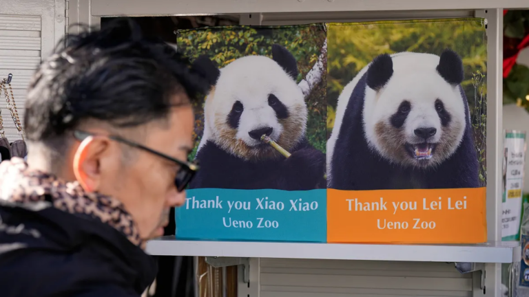 2025年12月16日，日本東京上野動物園內張貼著大熊貓「曉曉」與「蕾蕾」的照片海報。（美聯社）